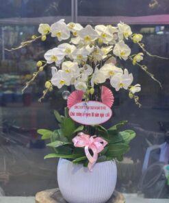 Gia chủ phát tài 02