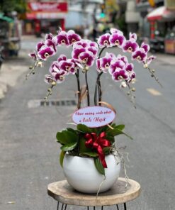 Gia chủ phát tài 04