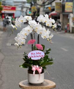 Gia chủ phát tài 03