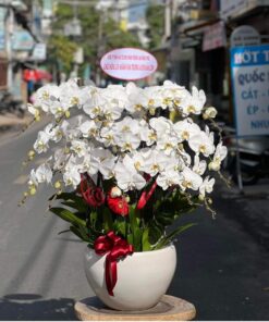 Gia chủ phát tài 01