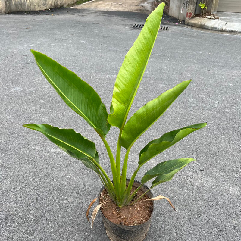 Không gian sống xanh mát