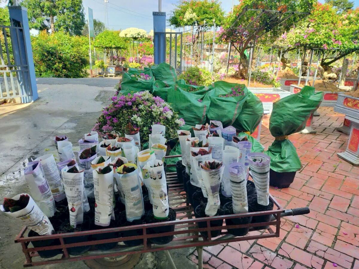 Cây cảnh trong không gian sống