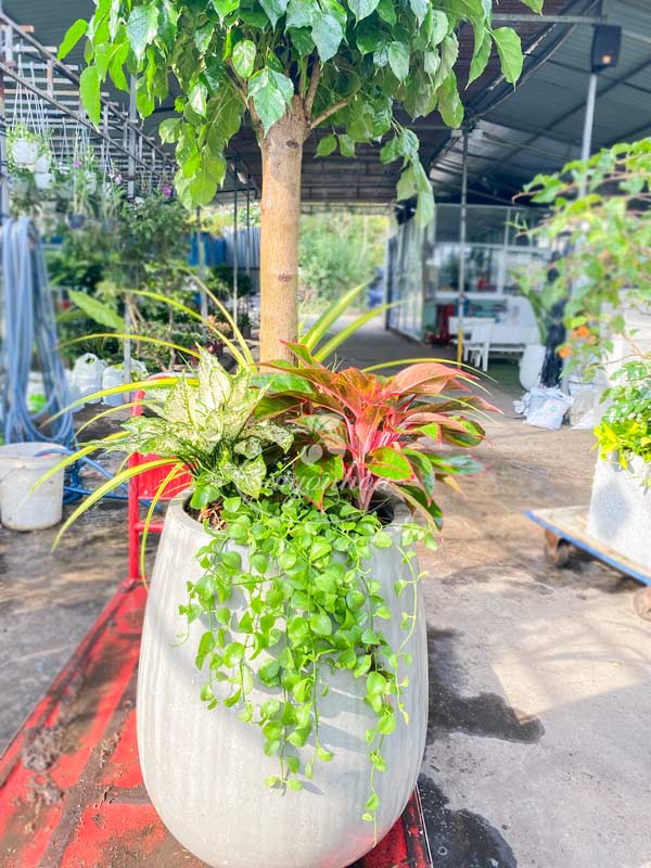 Cây cảnh làm quà tặng