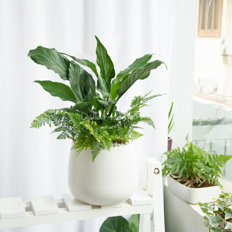 Chậu cây văn phòng