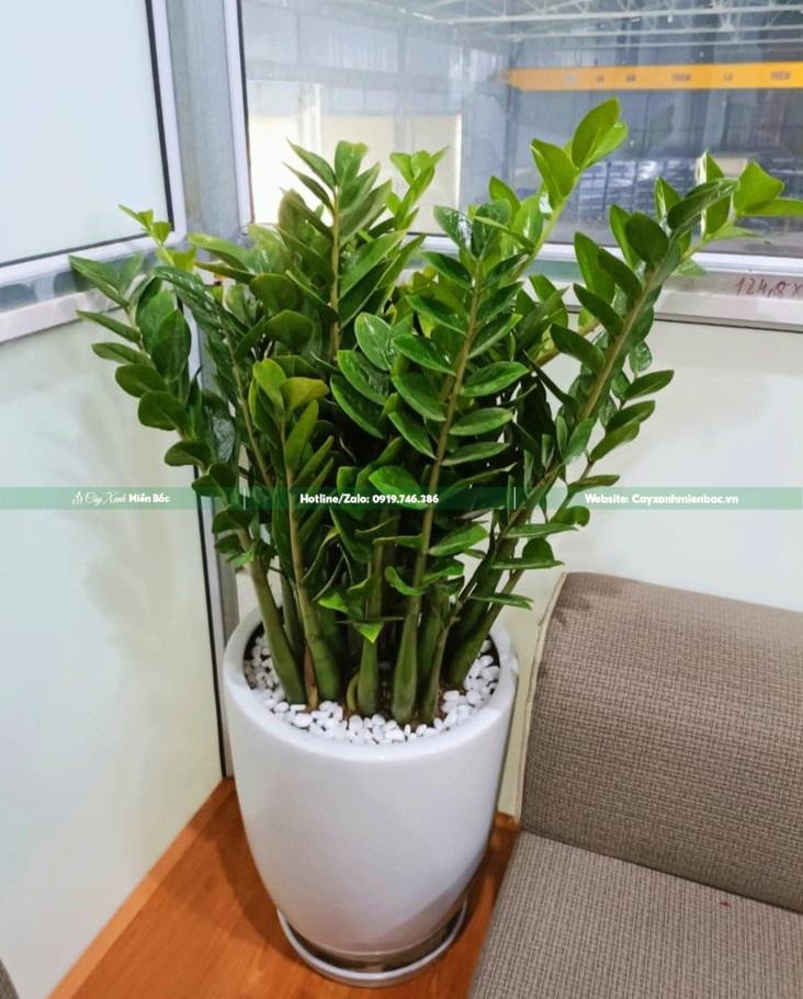 Cây cảnh trong không gian sống