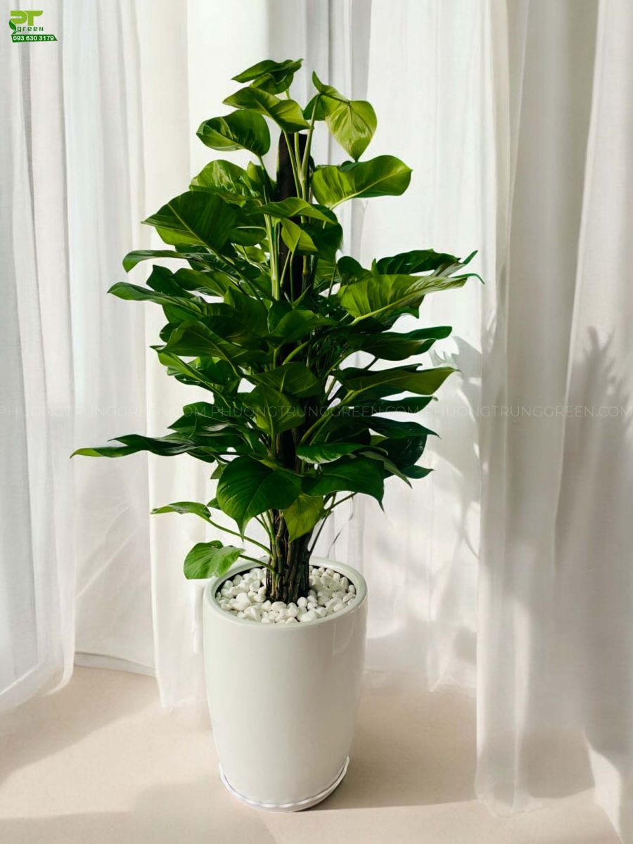 Cây cảnh trong không gian sống