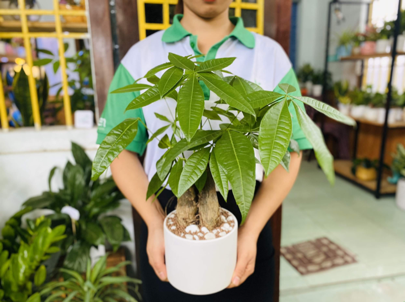 Cây Thiết Mộc Lan