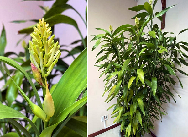 Cây cảnh trong cuộc sống