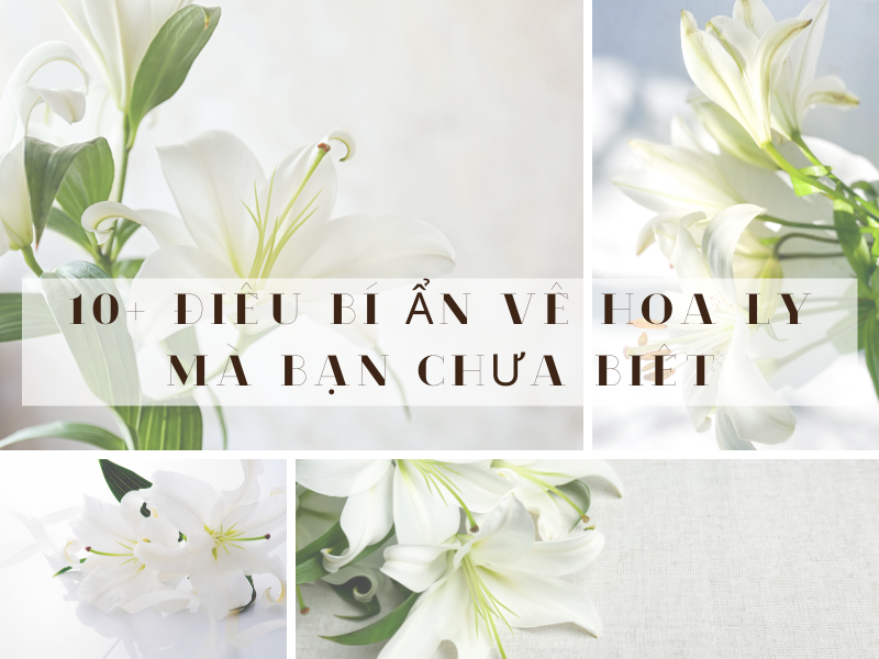 Y nghĩa hoa ly trong văn hóa