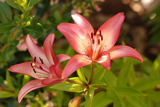 Đặc điểm của hoa ly