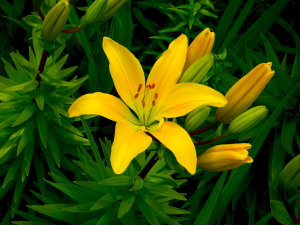 Hoa ly trong ngày Valentine