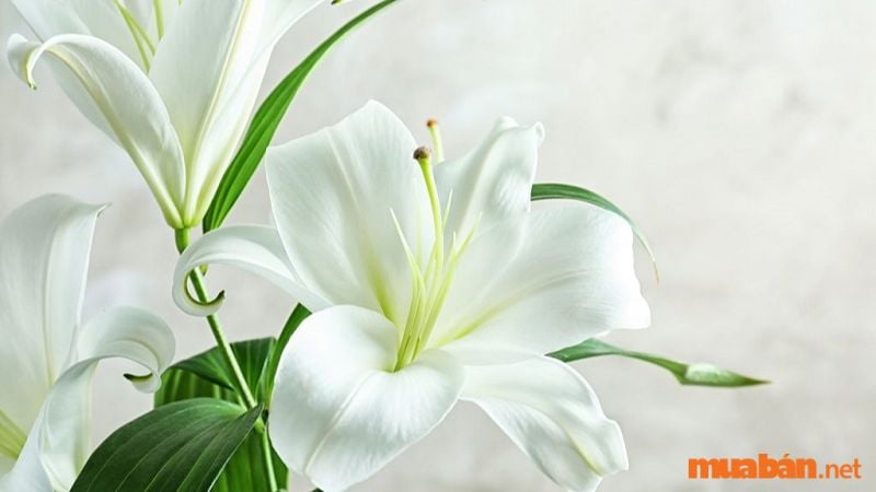 Hoa ly biểu tượng tình yêu