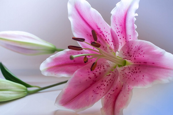 Hoa ly trong vườn