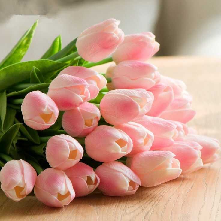 Tulip đỏ biểu tượng cho tình yêu