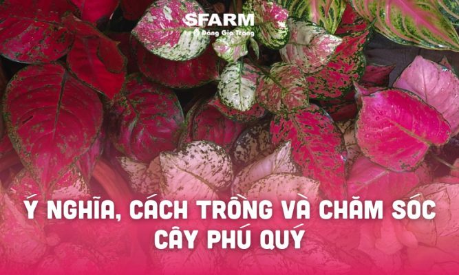 Cắt tỉa cây cảnh