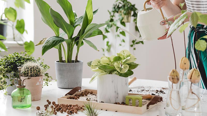 Kiểm soát sâu bệnh