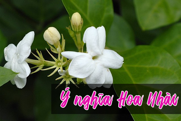Bữa tối lãng mạn với hoa nhài