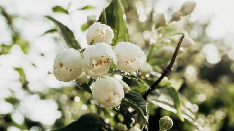 Hương thơm hoa nhài