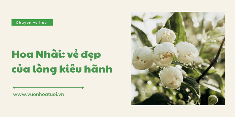 Hoa nhài và tình yêu