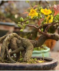 Các loại hoa kiểng