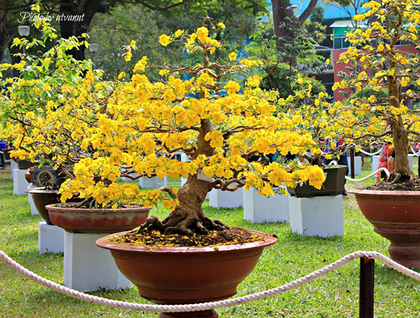 Hoa Mai – Loài hoa rực rỡ tràn đầy sức sống của miền Nam 18 hoa-mai-vang (1)