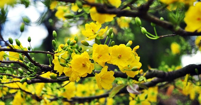 Hoa Mai – Loài hoa rực rỡ tràn đầy sức sống của miền Nam 15 y nghia hoa mai 1