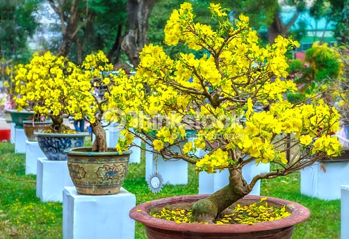 Hoa Mai – Loài hoa rực rỡ tràn đầy sức sống của miền Nam 12 hoa-mai-dep