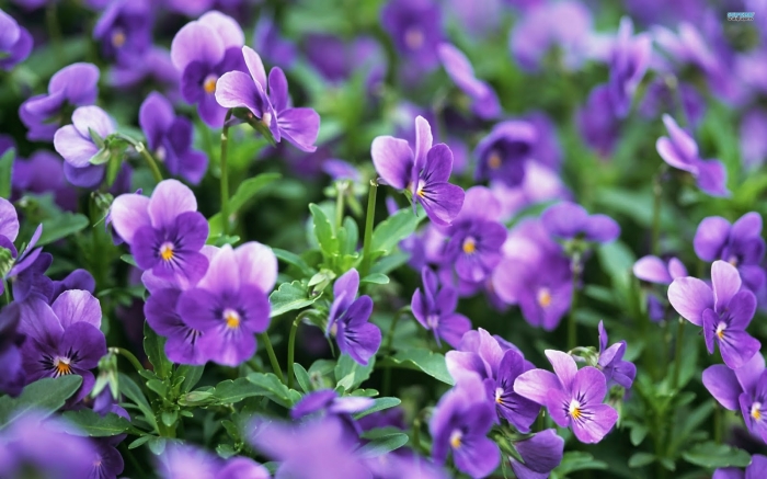 Hoa Violet Trong Ngày Lễ Tình Nhân
