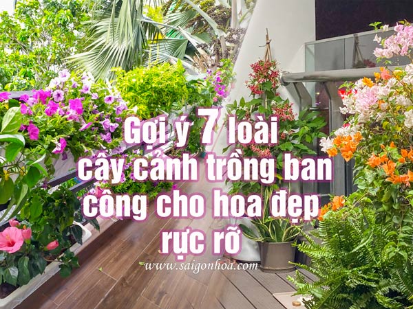Cây Lộc Vừng