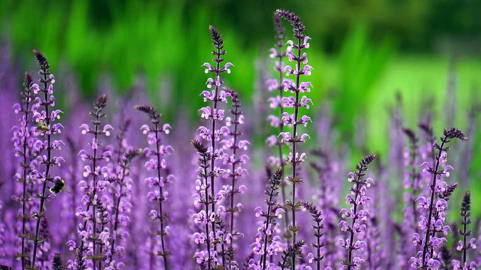 Ý nghĩa các loài hoa đẹp nhất Thế giới | 30 loài thông dụng nhất mọi thời đại 54 hoa lavenderr