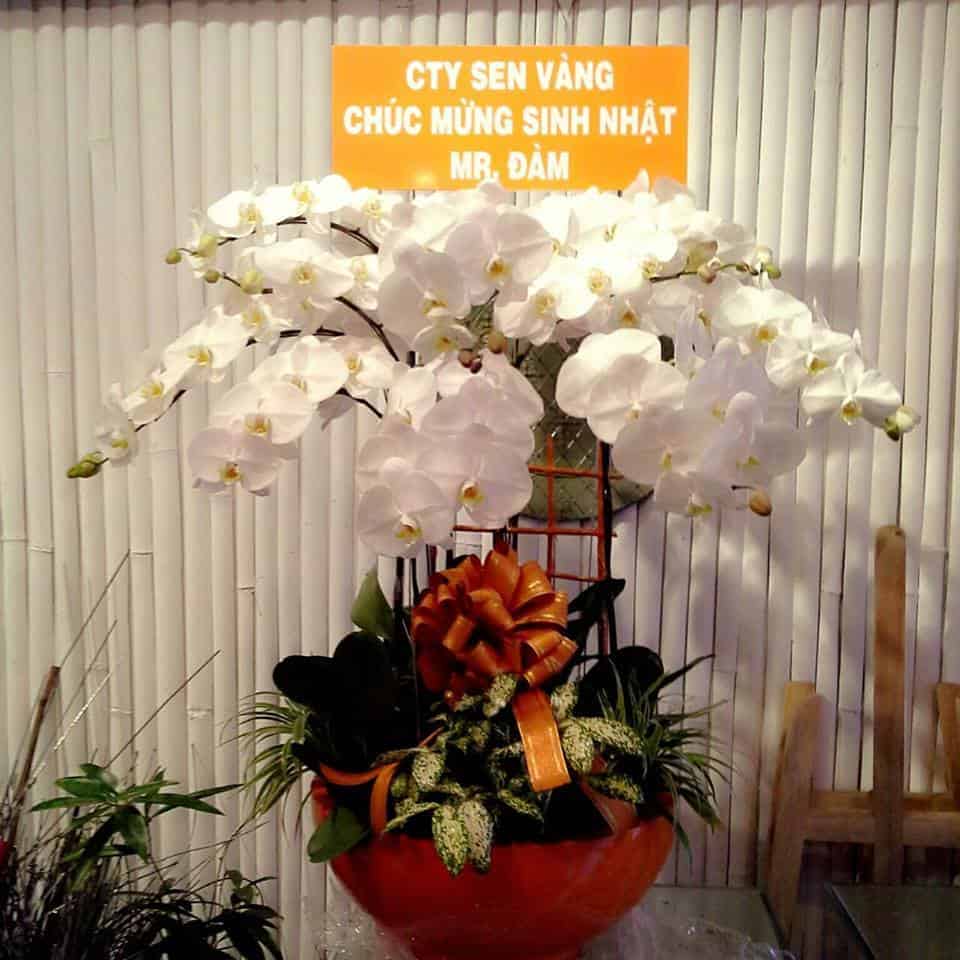 Ý nghĩa các loài hoa đẹp nhất Thế giới | 30 loài thông dụng nhất mọi thời đại 83 hoa-lan-ho-diep-dep-3