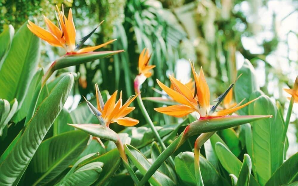 Ý nghĩa các loài hoa đẹp nhất Thế giới | 30 loài thông dụng nhất mọi thời đại 98 y-nghia-các-loai-hoadep