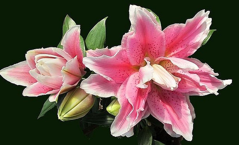 Ý nghĩa các loài hoa đẹp nhất Thế giới | 30 loài thông dụng nhất mọi thời đại 70 hoa ly kep