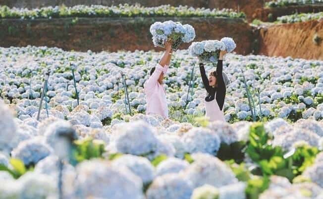 Ý nghĩa các loài hoa đẹp nhất Thế giới | 30 loài thông dụng nhất mọi thời đại 90 hoa-cam-tu-cau (1)