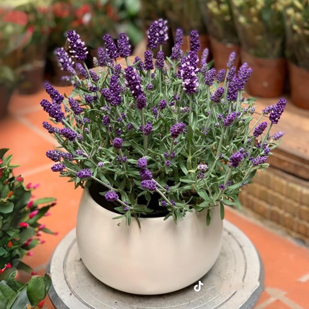 Bó Hoa Lavender Khô
